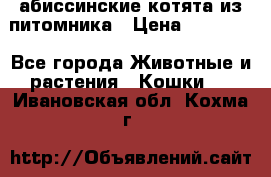 абиссинские котята из питомника › Цена ­ 15 000 - Все города Животные и растения » Кошки   . Ивановская обл.,Кохма г.